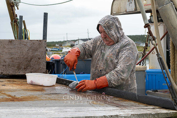 Halibut Cheeks, Black Duck Cove, 2024