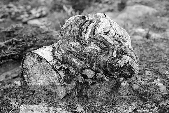 Stump Flow