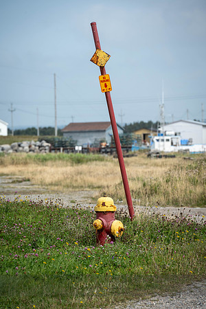 Hydrant, Cow Head, 2024