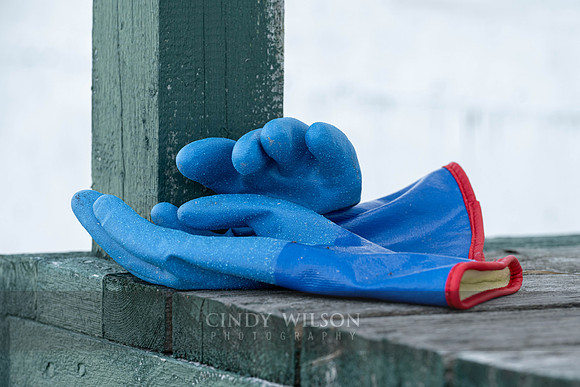 Blue Gloves Clapping, Cow Head, 2024