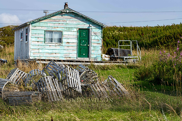 Faded Glory, Cow Head, 2024