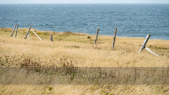 Along the Headland, Cape Anguille, 2024