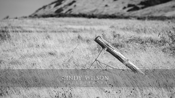 Resistance in a Meadow Cape Anguille, NFLD