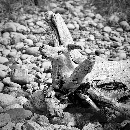 Driftwood Phenix, Arches Provincial Park, 2024