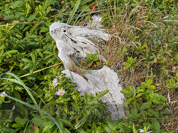 Driftwood Rabbit, 2024