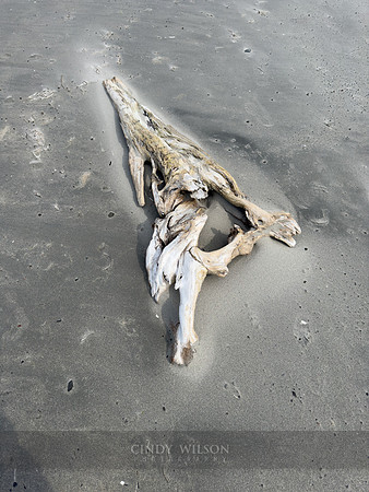 Driftwood Skull