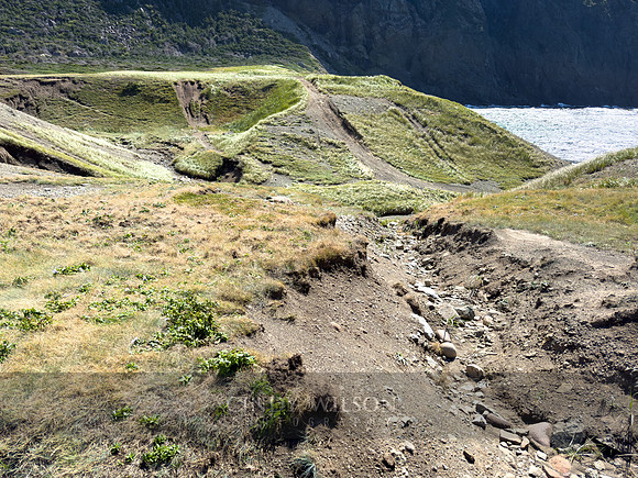 Path to Bottle Cove, 2024