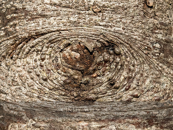 Driftwood Spiral, 2024