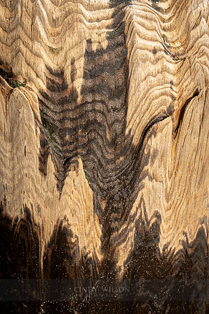 Scarred Piling