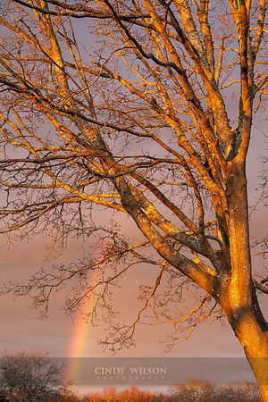 Spring Rainbow, Fisherman's