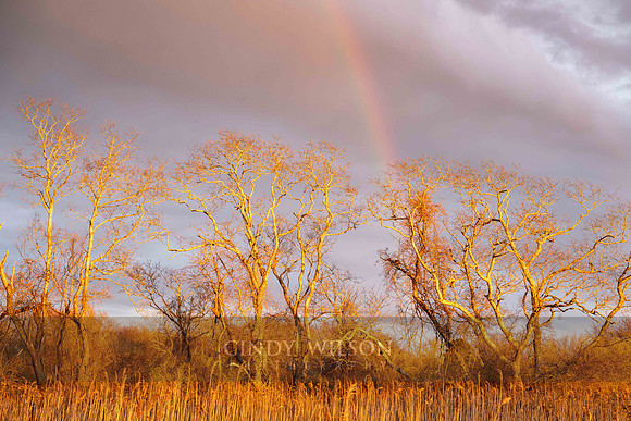 Trees Aglow
