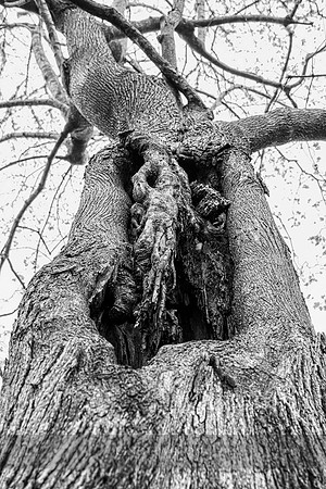 Penthouse in a Tree