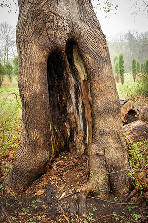 Hollow Tree House