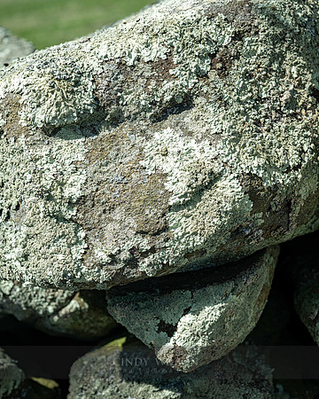 Moss Face