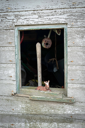 Cow on a Sill