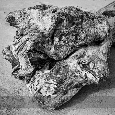 Beach Burl