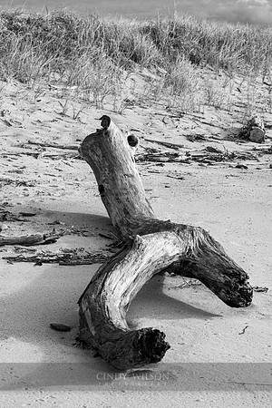 Crawling Driftwood