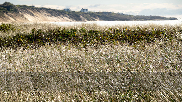 Afternoon Grasses, Coast Guard Beach