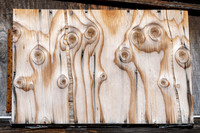 Fiddleheads
