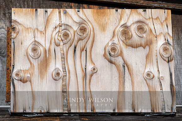 Fiddleheads