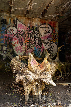 Waiting Triceratops