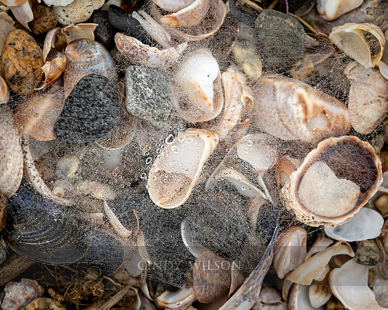 Web of Shells