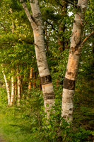 Birch Trees in Wildfire Haze, Pt Iroquois