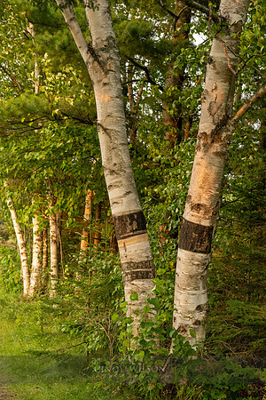 Birch Trees in Wildfire Haze, Pt Iroquois