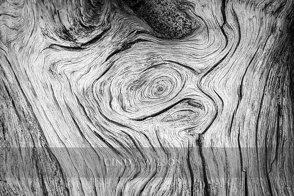 Van Gogh Grimage
