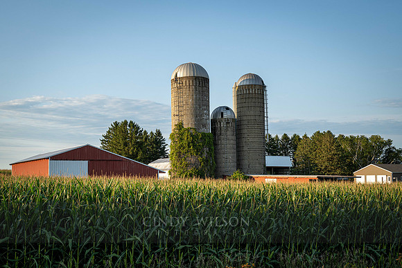 Corn Stalks, Minnesota