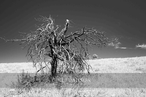 Prairie Tree, Custer State Park, SD