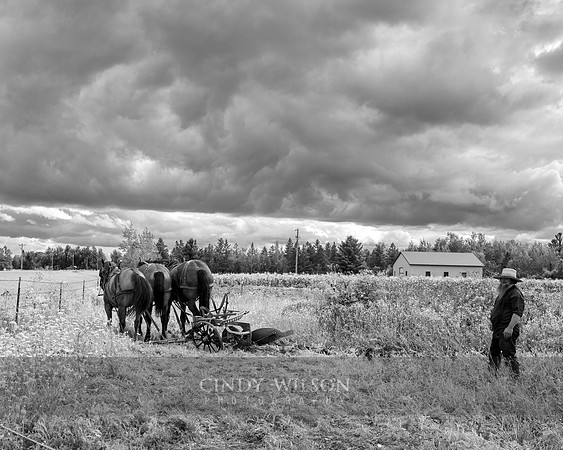Roadside Farm