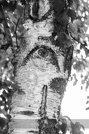 Birch Tear