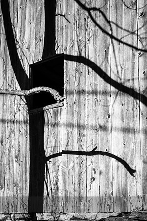 Tree Shadow, Griswold, CT