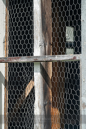 Mesh Window