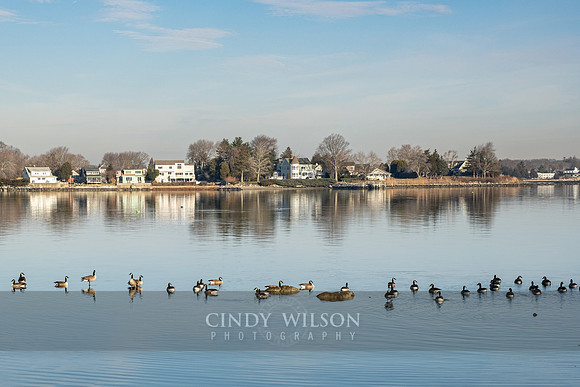 Ducky Morning