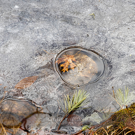Leaf Hole