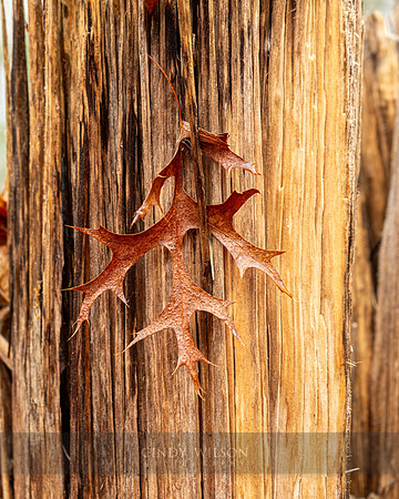 Hanging Leaf