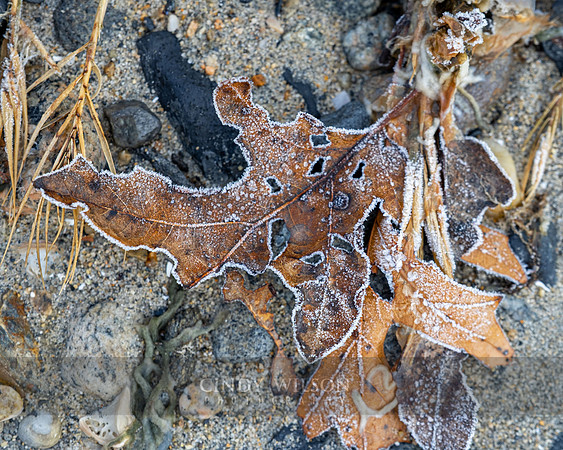 Crusted Leaf