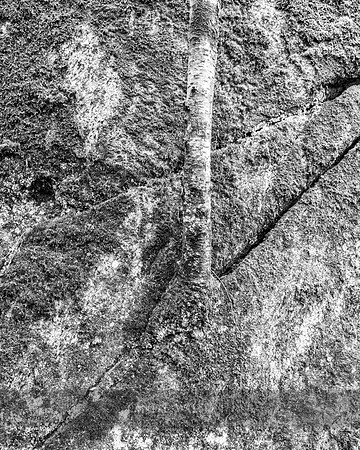 Tree from a Stone