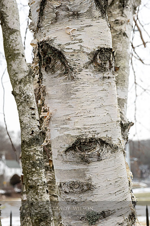 Birch Face