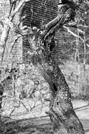 Twisted Dance