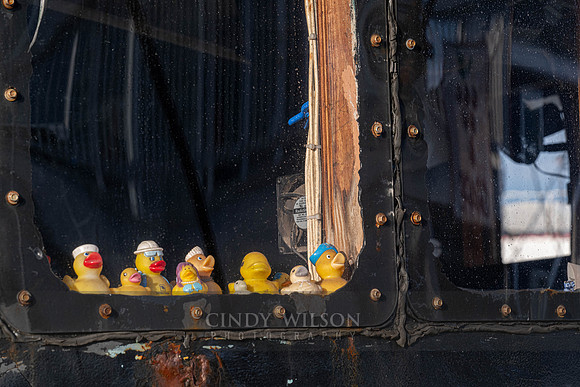 Duckies in a Window, Point Judith