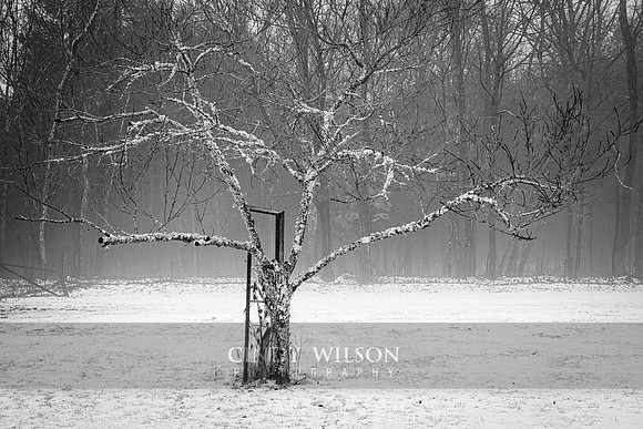 Winter Fog