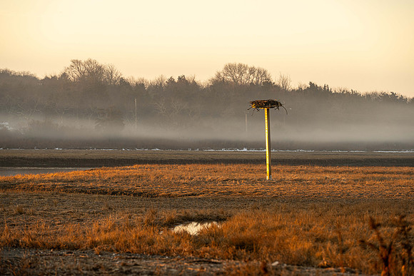 Osprey Nest, Fort Getty