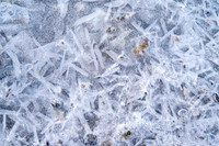 Ice Leaf