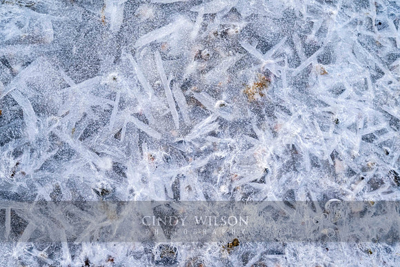 Ice Leaf
