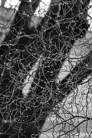 Drops of Light