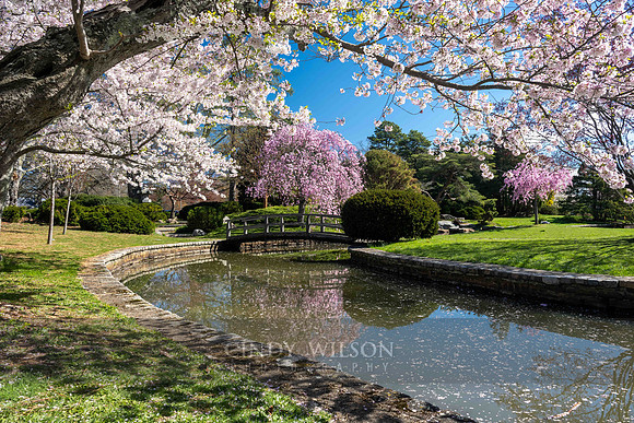 Cherry Blossoms, Roger Williams Park