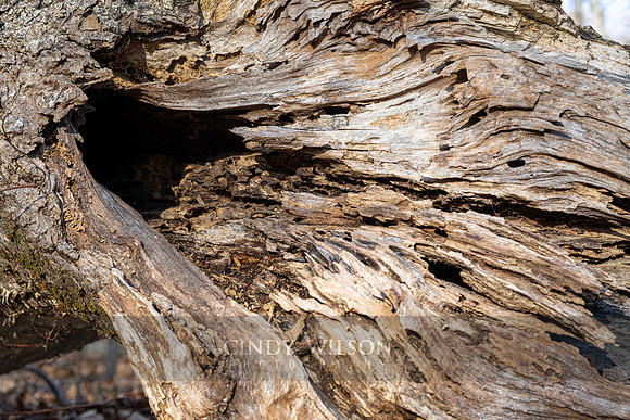 Tree textures
